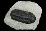 Bargain, Austerops Trilobite - Visible Eye Facets #120377-1
